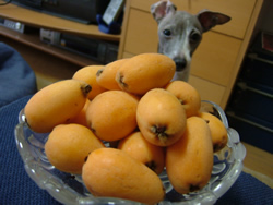 ビワ