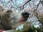 青山墓地にて