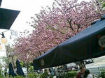 テラス席から観た八重桜-1