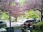 テラス席から観た八重桜-2