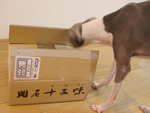 何が届いたの〜?クン♪クン♪