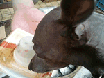 試食中でーす!