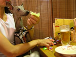 キャベツは食べ放題なの