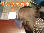 ワンコにお水のサービスあります♪