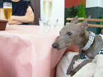 お膝犬