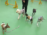 ドッグパークにて
