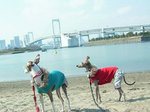 お台場海浜公園にて