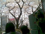 テラス席から桜をのぞむ-2