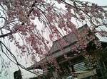 枝垂れ桜と西新井大師本堂